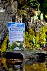 Čaj za bubrežne bolesti